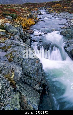 Rapide di acqua bianca del fiume Driva, Parco Nazionale Dovrefjell, SOER Trondelag Norvegia Foto Stock