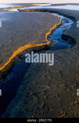 Priel nel Mare di Wadden sulla costa del Mare del Nord, Tideway nel Mare di Wadden sulla costa del Mare del Nord, Meldorfer Bucht, Schleswig-Holstein Foto Stock