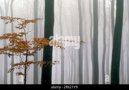 Foresta di faggi nella nebbia, Rendsburg distretto di Eckernfoerde, Schleswig-Holstein Foto Stock