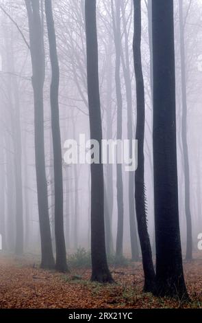 Foresta di faggi nella nebbia, Rendsburg distretto di Eckernfoerde, Schleswig-Holstein Foto Stock