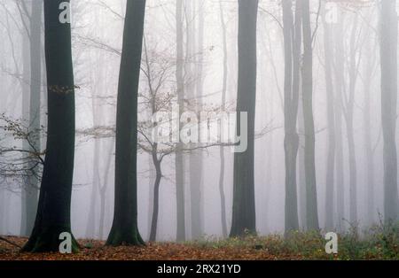 Foresta di faggi nella nebbia, Rendsburg distretto di Eckernfoerde, Schleswig-Holstein Foto Stock