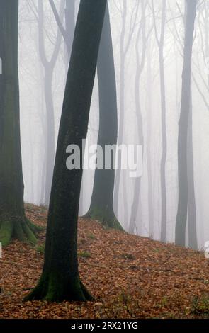 Foresta di faggi nella nebbia, Rendsburg distretto di Eckernfoerde, Schleswig-Holstein Foto Stock
