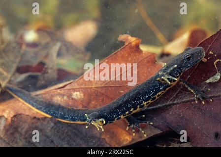 (Prigioniero), noce crestata settentrionale (Triturus cristatus) il ventre giallo o arancione è macchiato con nero (Northern Crested Newt) (foto femmina) Foto Stock