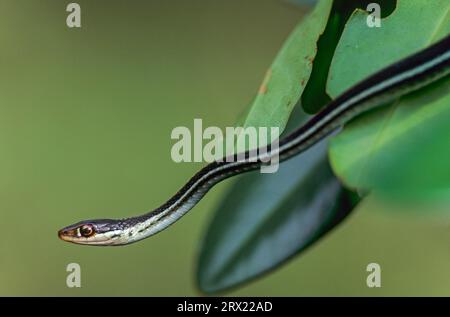 Il serpente del nastro orientale (Thamnophis sauritus) è viviparo con 3-26 giovani per cucciolata, il serpente del nastro può essere trovato nel Nord America orientale (Ribbonsnake) Foto Stock