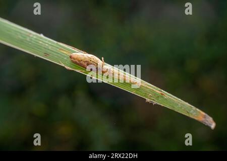 weaver a mandibola lunga nello stato selvaggio Foto Stock