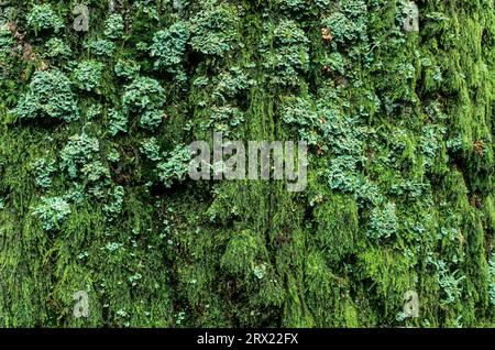 Oakmoss (Evernia prunastri) forma tappeti di lichene sulla corteccia degli alberi in luoghi favorevoli, Oakmoss è ampiamente utilizzato nella profumeria moderna Foto Stock