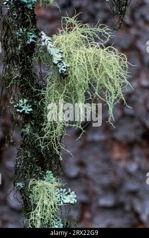 Il lichene di barba cresce sui rami degli alberi, la barba di Old Mans è un grande lichene che forma delle crescite scioccanti sui rami, Usnea (barbata) Foto Stock