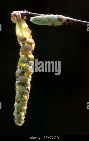 Carpino europeo (Carpinus betulus) fiore maschile in primavera (carpino comune), fiore maschile in primavera (carpino comune) Foto Stock