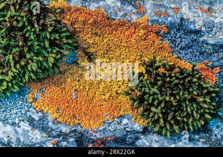 L'elegante Sunburst Lichen è sopravvissuto nello spazio in un esperimento eseguito dall'ESA al di fuori della ISS, Xanthoria elegans Foto Stock