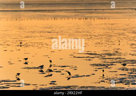 L'oystercatcher eurasiatico (Haematopus ostralegus) tra le banchine di ghiaccio che si nutrono nel Mare di Wadden, l'oystercatcher eurasiatico tra le banchine di ghiaccio nel Wadden Foto Stock