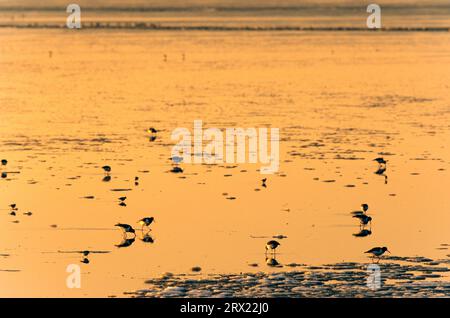 L'oystercatcher eurasiatico (Haematopus ostralegus) tra le banchine di ghiaccio che si nutrono nel Mare di Wadden, l'oystercatcher eurasiatico tra le banchine di ghiaccio nel Wadden Foto Stock