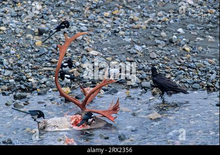 Corvo comune (Corvus corax) e Magpie europee mangiano da toro caribou ucciso dai lupi Foto Stock
