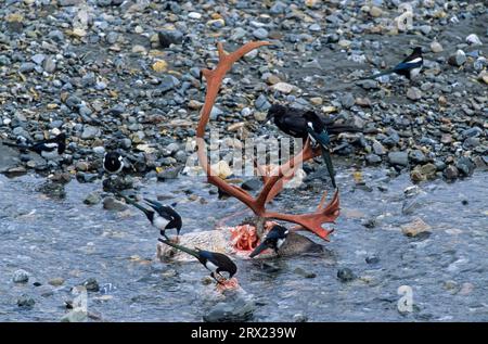 Corvo comune (Corvus corax) e Magpie europee mangiano da toro caribou ucciso dai lupi Foto Stock
