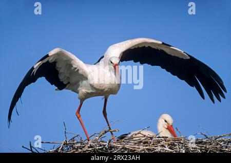 La cicogna bianca (Ciconia ciconia) è atterrata sul suo nido, l'uccello adulto della cicogna bianca atterra sul suo nido Foto Stock