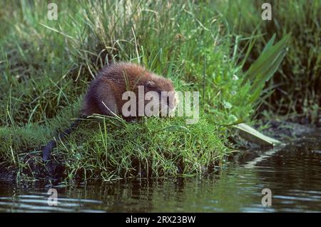 Muskrat foraging su un pondside (Muskrat) (castoro nano), Muskrat foraging su un pondside, Ondatra zibethica Foto Stock