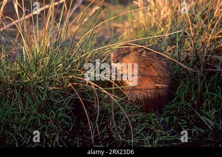 Muskrat foraging su un pondside (Civet Rat) (Bisambiber), Muskrat foraging su un pondside, Ondatra zibethica Foto Stock