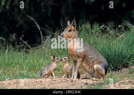 Mara femmina grande (Dolichotis patagonum) con cuccioli all'ingresso della tana (Large Pampas Lepre) (Pampas Lepre), femmina Patagonia Cavy con Foto Stock