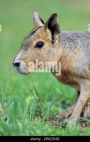 Grande Mara (Dolichotis patagonum) che pascolava in un prato (Large Pampas Lepre) (Mara), Dillaby che forgia in un prato (Patagonian Mara) (Patagonian Lepre) Foto Stock