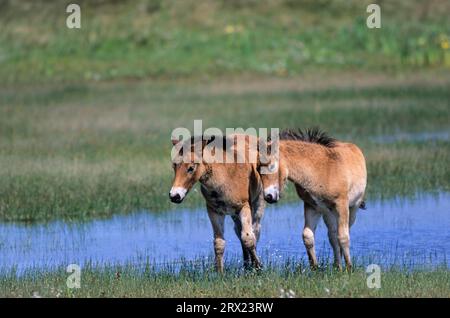 Exmoor Pony, puledri che giocano in un lago tra le dune (Exmoor Pony), puledri che giocano in un lago tra le dune (Equus ferus caballus) Foto Stock
