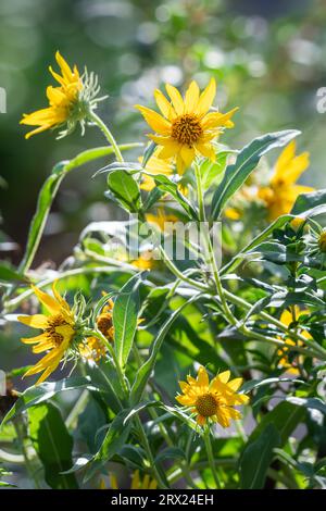 Girasole Massimiliano, Helianthus maximiliani, in un giardino estivo. Foto Stock