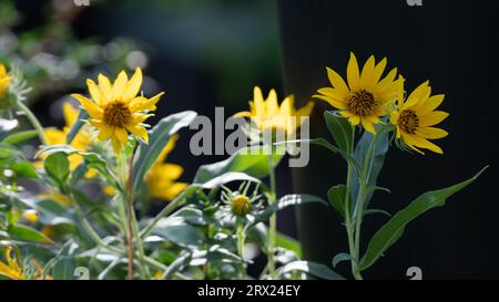 Maximilian Sunflower, Helianthus maximiliani, che cresce alla luce del sole in un giardino texano. Foto Stock