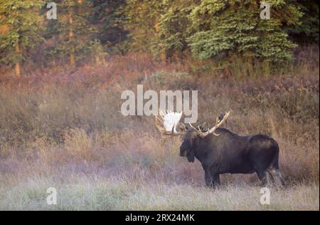 Alci nella nebbia mattutina in piedi nella tundra (alce dell'Alaska), alce toro (alce alce) nella nebbia mattutina in piedi nella tundra (alce dell'Alaska) (gigas) Foto Stock