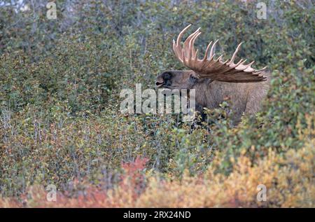 Alce (Alces alces) si staglia nella tundra (Alaska Moose) (gigas) Foto Stock