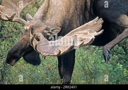 Alce toro che gli gratta la testa con la gamba posteriore (Alaska Moose), alce toro (Alces alces) che gli toglie la testa con la gamba posteriore (Alaska Moose) (gigas) Foto Stock