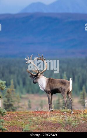 Renna (Rangifer tarandus) con corna di velluto che si estende nella tundra autunnale (Alaskan Caribou), Bull Caribou con corna di velluto Foto Stock