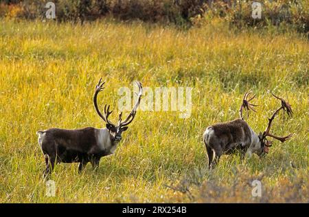 Renne (Rangifer tarandus) nella tundra autunnale (Alaskan Caribou), Bull Caribous in piedi nella tundra autunnale (Porcupine Caribou) (sovvenzioni Foto Stock