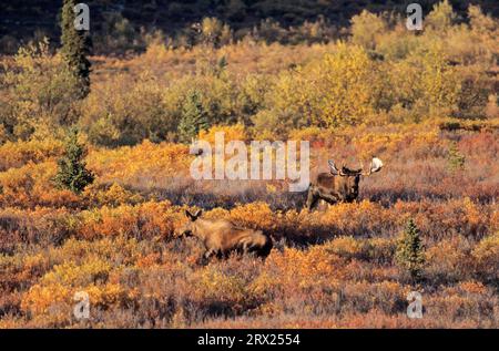 Alci e mucche (Alces alces) nel rut (Alaska Moose), Bull e mucca alci nel rut in piedi nella tundra (Alaska Moose) (gigas) Foto Stock