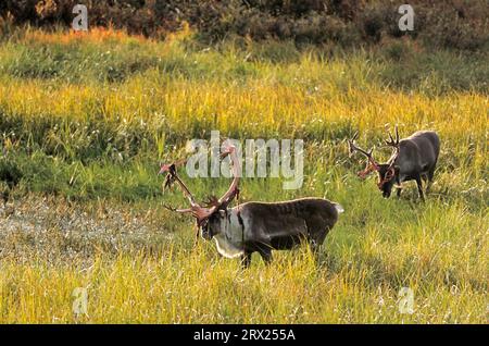 Renne (Rangifer tarandus) nella tundra autunnale (Alaskan Caribou), Bull Caribous in piedi nella tundra autunnale (Porcupine Caribou) (sovvenzioni Foto Stock