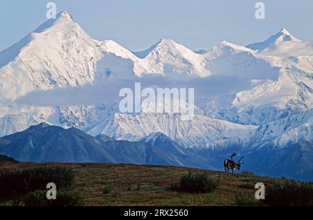 Renne (Rangifer tarandus) in piedi di fronte alla catena montuosa dell'Alaska (Alaska caribou), Bull Caribou in piedi di fronte alla catena montuosa dell'Alaska (Grants Foto Stock