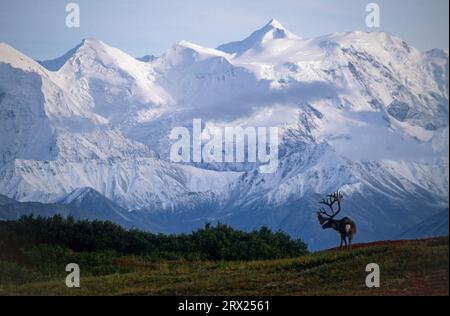 Renne (Rangifer tarandus) in piedi di fronte alla catena montuosa dell'Alaska (Alaska caribou), Bull Caribou in piedi di fronte alla catena montuosa dell'Alaska (Grants Foto Stock