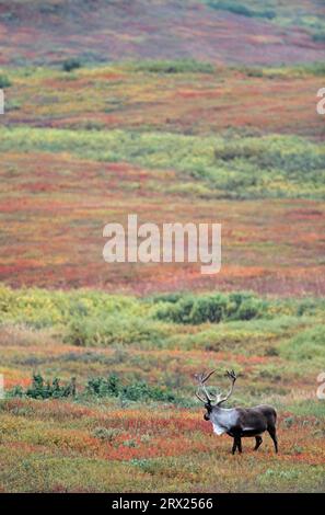 Renna (Rangifer tarandus) con corna di velluto in piedi nella tundra autunnale (Alaskan Caribou), Bull Caribou con corna di velluto in piedi nella Foto Stock