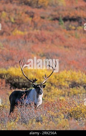 Renne (Rangifer tarandus) in piedi nella tundra autunnale (Alaskan Caribou), Bull Caribou in piedi nella tundra autunnale (Porcupine Caribou) Foto Stock