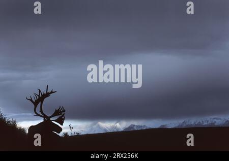 Renne (Rangifer tarandus) che riposa di fronte alla catena dell'Alaska (Alaskan Caribou), Bull Caribou che riposa di fronte alla catena dell'Alaska (Grants Foto Stock