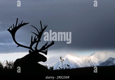 Renne (Rangifer tarandus) che riposa di fronte alla catena dell'Alaska (Alaskan Caribou), Bull Caribou che riposa di fronte alla catena dell'Alaska (Grants Foto Stock