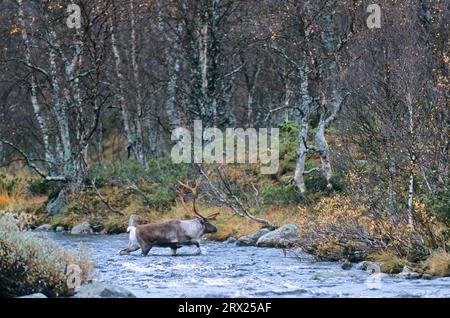 Renne Bull (Rangifer tarandus) che attraversano un fiume nella stagione di taglio (Tundra eurasiatica) (Ren), renne Bull che attraversano un fiume nella fase di taglio Foto Stock