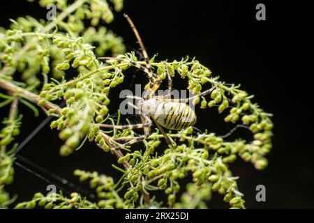 Argiope bruennichii allo stato selvaggio Foto Stock