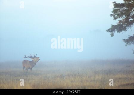 Red Deer (Cervus elaphus) ruggito nella nebbia mattutina, Red Deer hart ruggito nella nebbia mattutina Foto Stock