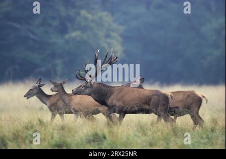 Cervo rosso (Cervus elaphus) guida gli hindi e testa la ricettività (gioco nobile) (Krondyr), cervo rosso impressiona gli hinds e testa la ricettività Foto Stock