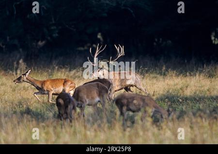 Il cervo rosso (Cervus elaphus) guida il cervo rosso e mette alla prova la ricettività (nobile gioco) (Krondyr), il cervo rosso colpisce l'hind e mette alla prova la ricettività Foto Stock