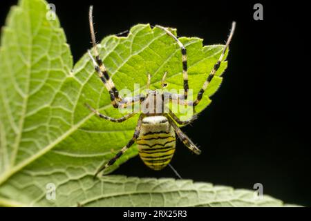 Argiope bruennichii allo stato selvaggio Foto Stock