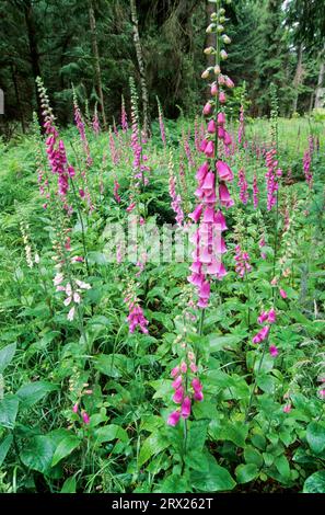 foxglove comune (Digitalis purpurea) tutte le parti della pianta sono altamente tossiche e mangiare solo poche foglie può essere fatale, Foxglove la pianta sta bene Foto Stock