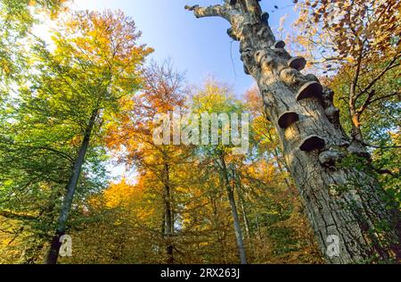 Fungo di Tinder (Fomes fomentarius) sul tronco di un faggio europeo in autunno (Echter Zunderschwamm), staffa di Tinder sul tronco di un faggio europeo Foto Stock