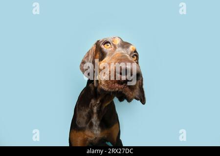 Primo piano del doberman pinscher cucciolo di cane che inclina la testa. Isolato su sfondo blu pastello Foto Stock