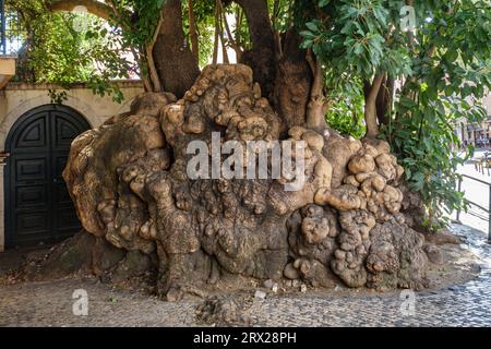 Un enorme albero di Ombú (Phytolacca dioica, Bela Sombra, Elephant Tree) blocca quasi il marciapiede vicino alla cattedrale nel quartiere Alfama di Lisbona (Portogallo) Foto Stock