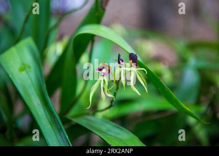 Orchidee nero messa a fuoco utilizzando la profondità di campo Foto Stock