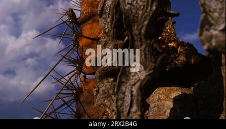 Studio ravvicinato sui resti in decomposizione di un cactus saguaro in piedi ma morto che ondeggiano nella brezza del deserto. Foto Stock